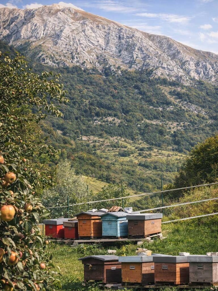 Alveari ai piedi della montagna nel Parco d’Abruzzo, produzione di miele di montagna